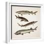 Close-Up of Four Miller's Thumb Fish (Gobius)-null-Framed Giclee Print