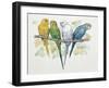 Close-Up of Four Parrots Perching on a Branch (Melopsittacus Undulatus)-null-Framed Giclee Print