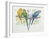 Close-Up of Four Parrots Perching on a Branch (Melopsittacus Undulatus)-null-Framed Giclee Print