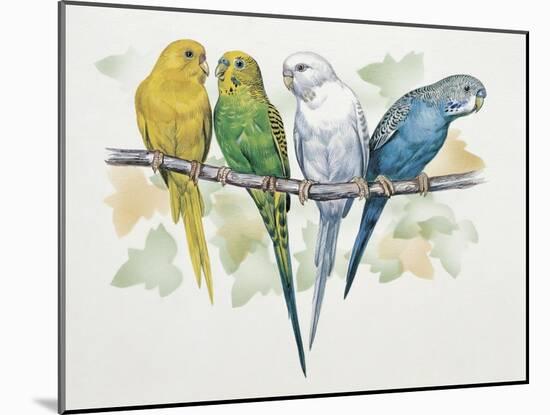 Close-Up of Four Parrots Perching on a Branch (Melopsittacus Undulatus)-null-Mounted Giclee Print