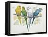 Close-Up of Four Parrots Perching on a Branch (Melopsittacus Undulatus)-null-Framed Stretched Canvas