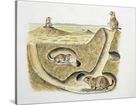 Close-Up of Four Prairie Dogs (Cynomys Ludovicianus)-null-Stretched Canvas