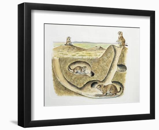 Close-Up of Four Prairie Dogs (Cynomys Ludovicianus)-null-Framed Premium Giclee Print