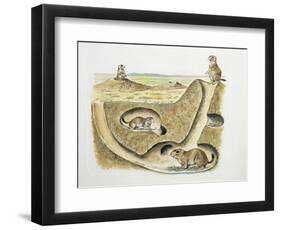 Close-Up of Four Prairie Dogs (Cynomys Ludovicianus)-null-Framed Premium Giclee Print