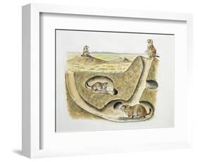 Close-Up of Four Prairie Dogs (Cynomys Ludovicianus)-null-Framed Giclee Print