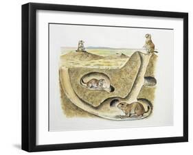 Close-Up of Four Prairie Dogs (Cynomys Ludovicianus)-null-Framed Giclee Print