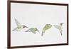 Close-Up of Four Ruby-Throated Hummingbirds Flying (Archilochus Colubris)-null-Framed Giclee Print