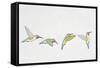 Close-Up of Four Ruby-Throated Hummingbirds Flying (Archilochus Colubris)-null-Framed Stretched Canvas