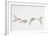 Close-Up of Four Ruby-Throated Hummingbirds Flying (Archilochus Colubris)-null-Framed Giclee Print