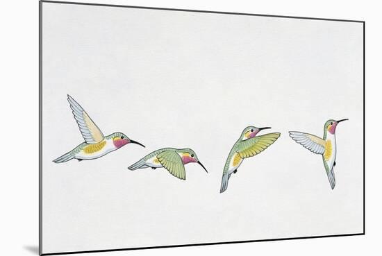 Close-Up of Four Ruby-Throated Hummingbirds Flying (Archilochus Colubris)-null-Mounted Giclee Print