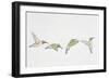 Close-Up of Four Ruby-Throated Hummingbirds Flying (Archilochus Colubris)-null-Framed Giclee Print