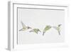 Close-Up of Four Ruby-Throated Hummingbirds Flying (Archilochus Colubris)-null-Framed Giclee Print