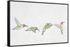 Close-Up of Four Ruby-Throated Hummingbirds Flying (Archilochus Colubris)-null-Framed Stretched Canvas