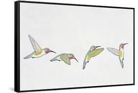 Close-Up of Four Ruby-Throated Hummingbirds Flying (Archilochus Colubris)-null-Framed Stretched Canvas