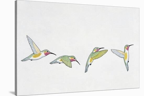 Close-Up of Four Ruby-Throated Hummingbirds Flying (Archilochus Colubris)-null-Stretched Canvas