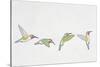 Close-Up of Four Ruby-Throated Hummingbirds Flying (Archilochus Colubris)-null-Stretched Canvas
