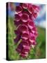 Close-Up of Foxglove Flowers, in Snowdonia National Park, Gwynedd, Wales, United Kingdom, Europe-Maxwell Duncan-Stretched Canvas