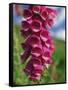 Close-Up of Foxglove Flowers, in Snowdonia National Park, Gwynedd, Wales, United Kingdom, Europe-Maxwell Duncan-Framed Stretched Canvas