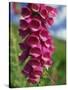 Close-Up of Foxglove Flowers, in Snowdonia National Park, Gwynedd, Wales, United Kingdom, Europe-Maxwell Duncan-Stretched Canvas