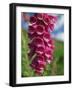 Close-Up of Foxglove Flowers, in Snowdonia National Park, Gwynedd, Wales, United Kingdom, Europe-Maxwell Duncan-Framed Photographic Print