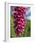 Close-Up of Foxglove Flowers, in Snowdonia National Park, Gwynedd, Wales, United Kingdom, Europe-Maxwell Duncan-Framed Photographic Print