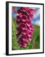 Close-Up of Foxglove Flowers, in Snowdonia National Park, Gwynedd, Wales, United Kingdom, Europe-Maxwell Duncan-Framed Photographic Print