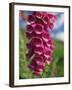 Close-Up of Foxglove Flowers, in Snowdonia National Park, Gwynedd, Wales, United Kingdom, Europe-Maxwell Duncan-Framed Photographic Print