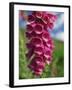 Close-Up of Foxglove Flowers, in Snowdonia National Park, Gwynedd, Wales, United Kingdom, Europe-Maxwell Duncan-Framed Photographic Print