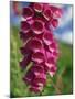 Close-Up of Foxglove Flowers, in Snowdonia National Park, Gwynedd, Wales, United Kingdom, Europe-Maxwell Duncan-Mounted Photographic Print