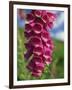 Close-Up of Foxglove Flowers, in Snowdonia National Park, Gwynedd, Wales, United Kingdom, Europe-Maxwell Duncan-Framed Photographic Print