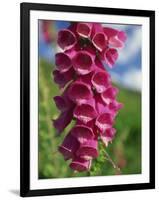 Close-Up of Foxglove Flowers, in Snowdonia National Park, Gwynedd, Wales, United Kingdom, Europe-Maxwell Duncan-Framed Photographic Print