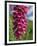 Close-Up of Foxglove Flowers, in Snowdonia National Park, Gwynedd, Wales, United Kingdom, Europe-Maxwell Duncan-Framed Photographic Print