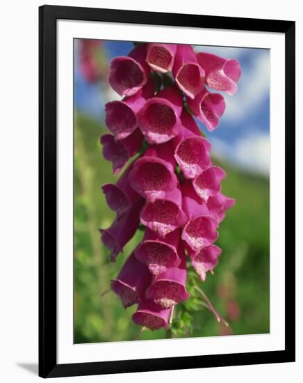 Close-Up of Foxglove Flowers, in Snowdonia National Park, Gwynedd, Wales, United Kingdom, Europe-Maxwell Duncan-Framed Photographic Print