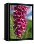 Close-Up of Foxglove Flowers, in Snowdonia National Park, Gwynedd, Wales, United Kingdom, Europe-Maxwell Duncan-Framed Stretched Canvas