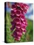 Close-Up of Foxglove Flowers, in Snowdonia National Park, Gwynedd, Wales, United Kingdom, Europe-Maxwell Duncan-Stretched Canvas