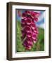 Close-Up of Foxglove Flowers, in Snowdonia National Park, Gwynedd, Wales, United Kingdom, Europe-Maxwell Duncan-Framed Photographic Print