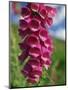 Close-Up of Foxglove Flowers, in Snowdonia National Park, Gwynedd, Wales, United Kingdom, Europe-Maxwell Duncan-Mounted Photographic Print