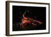 Close up of Fresh Spiny Rock Lobster on Water€‚Jasus Lalandii also Called the Cape Rock Lobster or-xiaoxiao9119-Framed Photographic Print