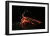 Close up of Fresh Spiny Rock Lobster on Water€‚Jasus Lalandii also Called the Cape Rock Lobster or-xiaoxiao9119-Framed Photographic Print