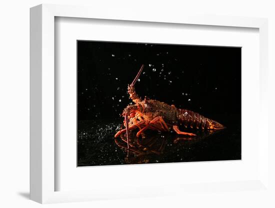 Close up of Fresh Spiny Rock Lobster on Water€‚Jasus Lalandii also Called the Cape Rock Lobster or-xiaoxiao9119-Framed Photographic Print