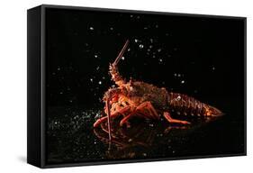 Close up of Fresh Spiny Rock Lobster on Water€‚Jasus Lalandii also Called the Cape Rock Lobster or-xiaoxiao9119-Framed Stretched Canvas