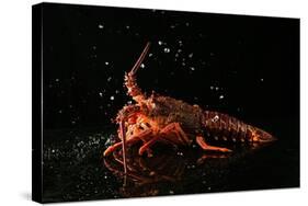 Close up of Fresh Spiny Rock Lobster on Water€‚Jasus Lalandii also Called the Cape Rock Lobster or-xiaoxiao9119-Stretched Canvas