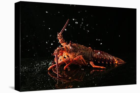 Close up of Fresh Spiny Rock Lobster on Water€‚Jasus Lalandii also Called the Cape Rock Lobster or-xiaoxiao9119-Stretched Canvas