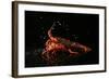 Close up of Fresh Spiny Rock Lobster on Water€‚Jasus Lalandii also Called the Cape Rock Lobster or-xiaoxiao9119-Framed Photographic Print