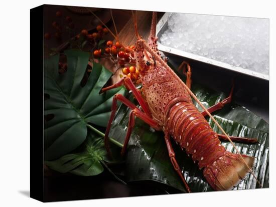 Close up of Fresh Spiny Rock Lobster on Water€‚Jasus Lalandii also Called the Cape Rock Lobster or-xiaoxiao9119-Stretched Canvas