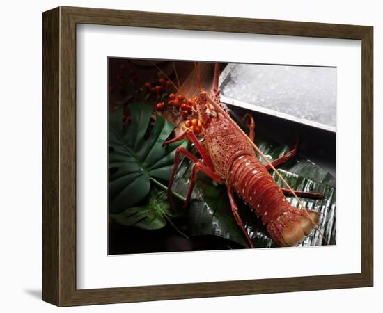 Close up of Fresh Spiny Rock Lobster on Water€‚Jasus Lalandii also Called the Cape Rock Lobster or-xiaoxiao9119-Framed Photographic Print