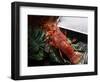 Close up of Fresh Spiny Rock Lobster on Water€‚Jasus Lalandii also Called the Cape Rock Lobster or-xiaoxiao9119-Framed Photographic Print