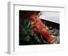 Close up of Fresh Spiny Rock Lobster on Water€‚Jasus Lalandii also Called the Cape Rock Lobster or-xiaoxiao9119-Framed Photographic Print