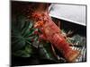 Close up of Fresh Spiny Rock Lobster on Water€‚Jasus Lalandii also Called the Cape Rock Lobster or-xiaoxiao9119-Mounted Photographic Print