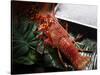 Close up of Fresh Spiny Rock Lobster on Water€‚Jasus Lalandii also Called the Cape Rock Lobster or-xiaoxiao9119-Stretched Canvas